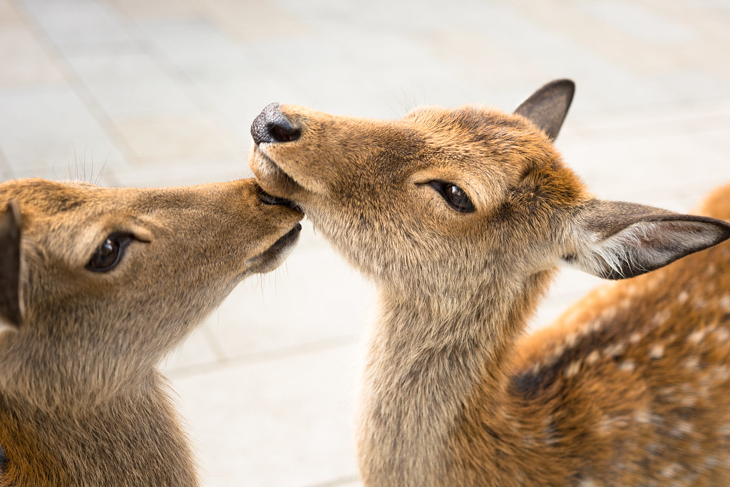 Buddhist Monuments of Horyu-ji: A Slow Itinerary for Nara, Japan